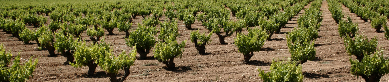 Rotwein