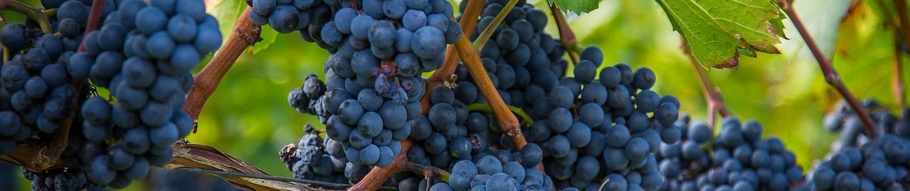 Rotwein